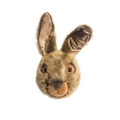 Head Hare Lewis