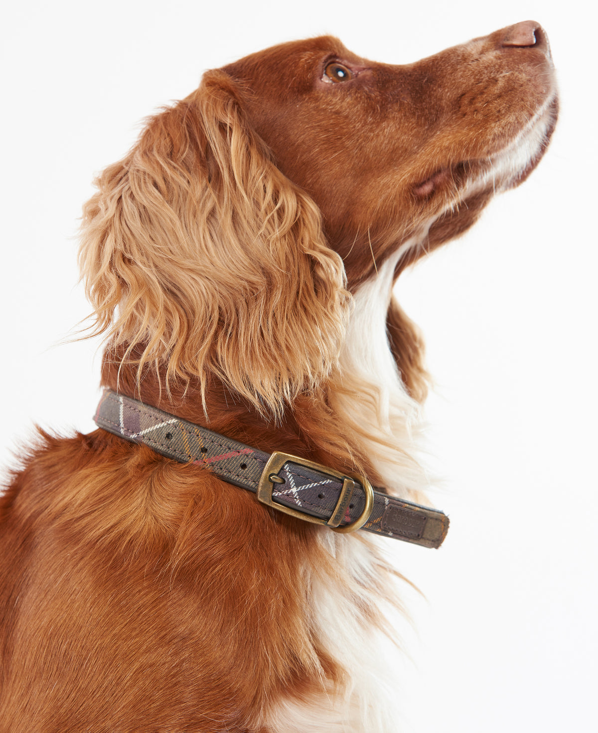 DOG COLLAR