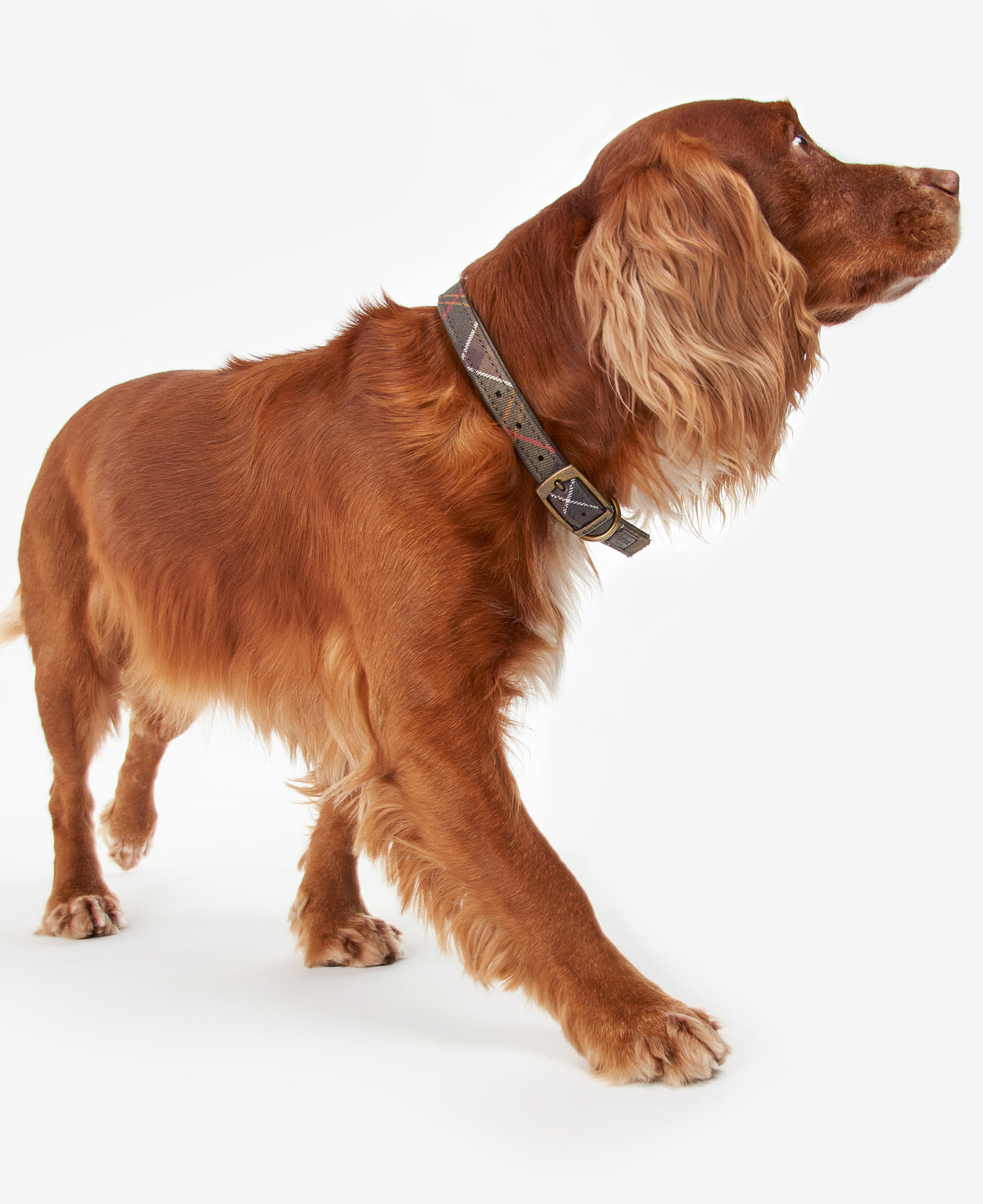 DOG COLLAR