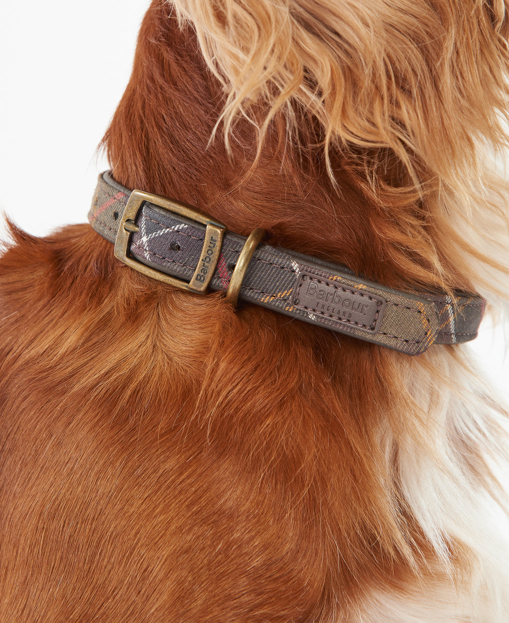 DOG COLLAR