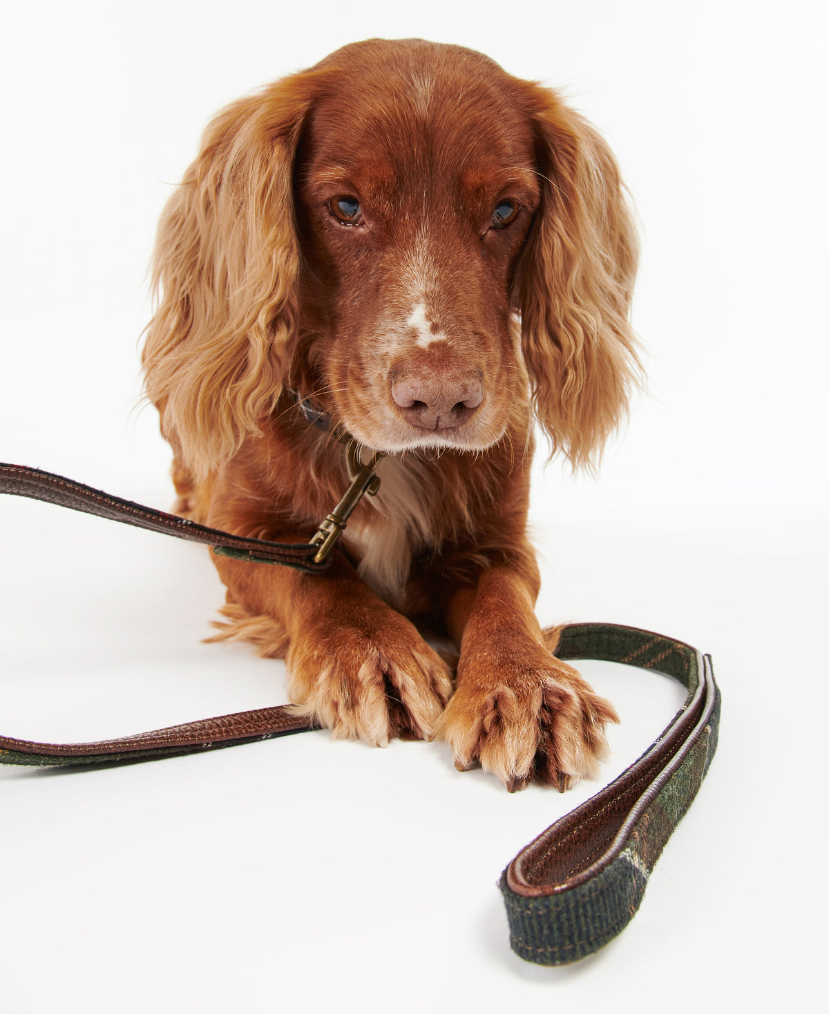 DOG LEAD