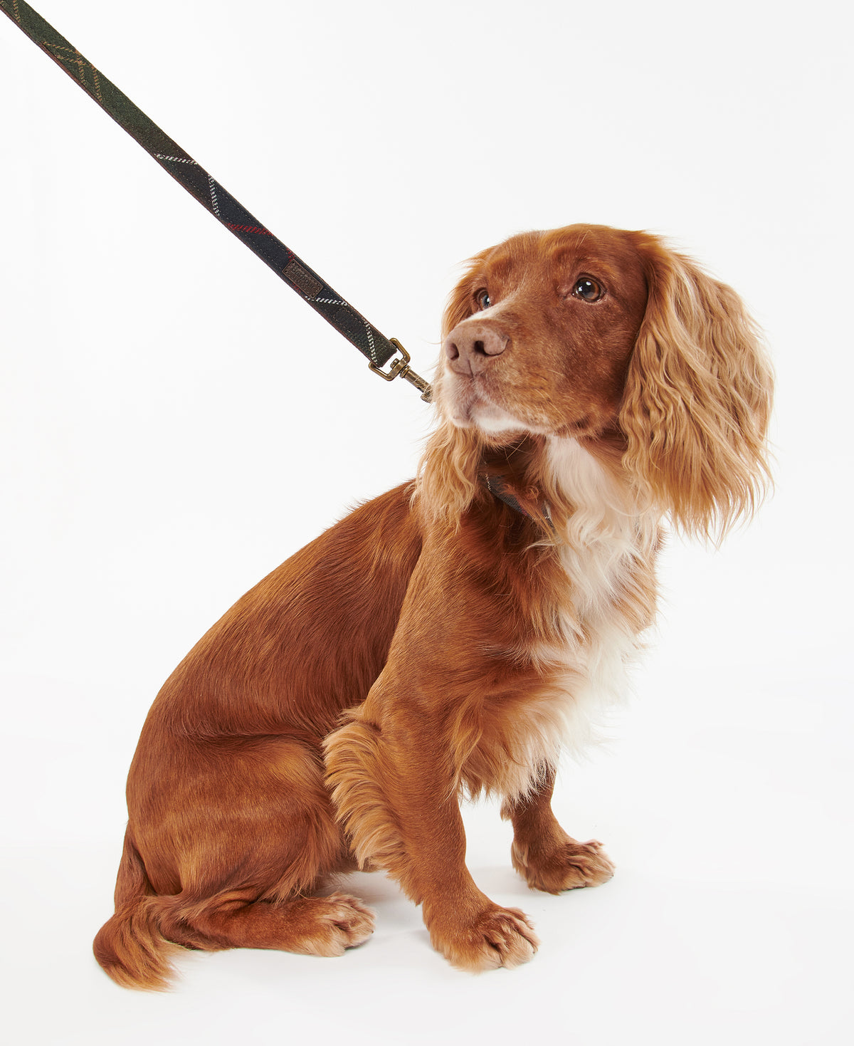 DOG LEAD