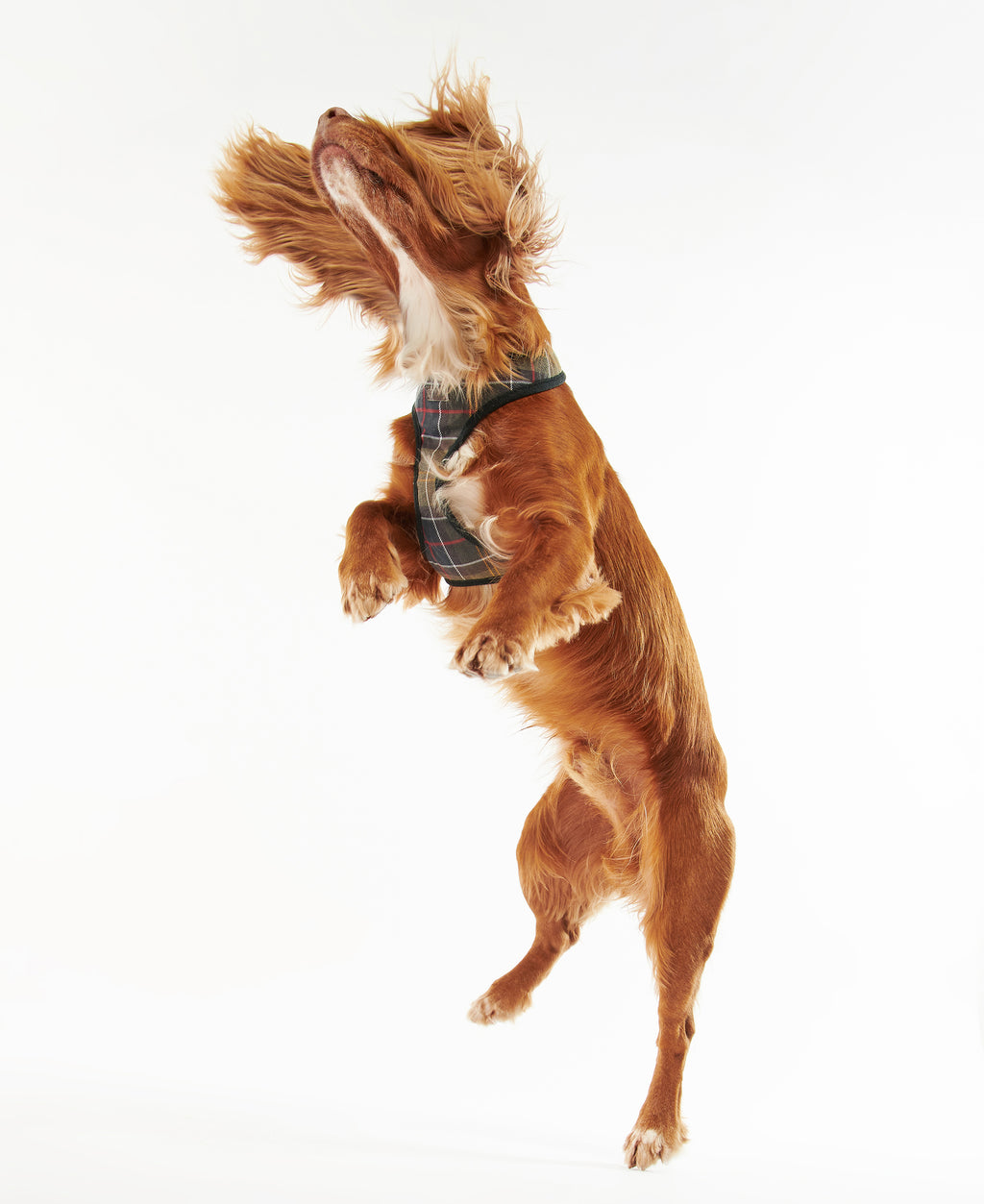 DOG HARNESS