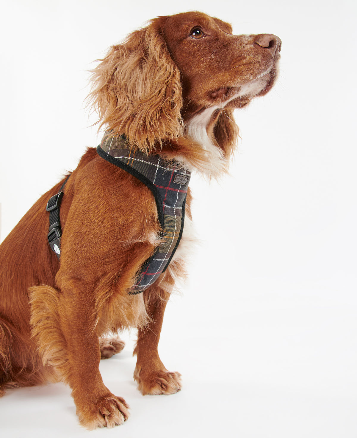 DOG HARNESS