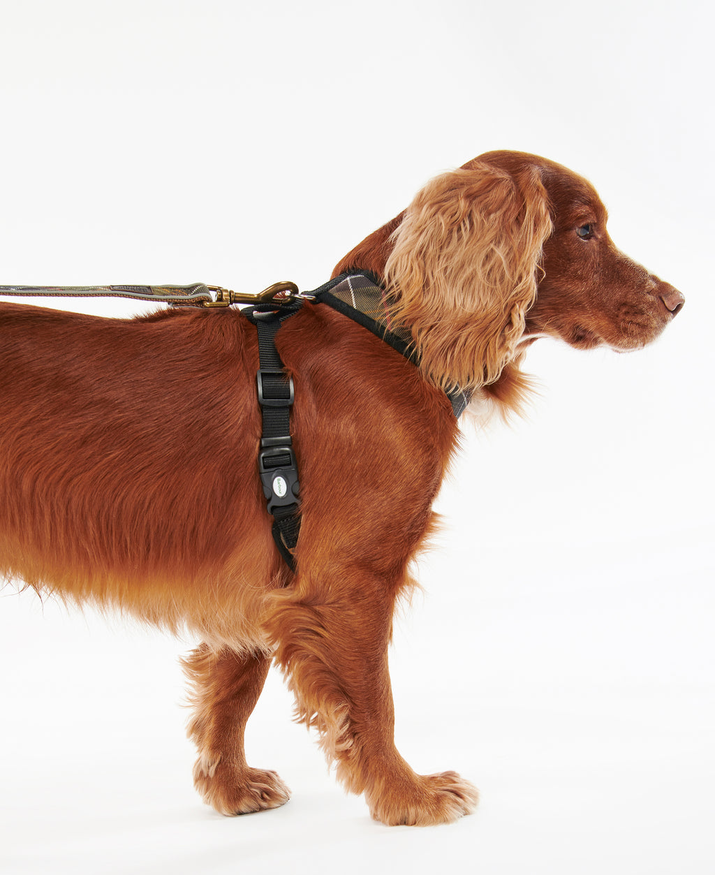 DOG HARNESS