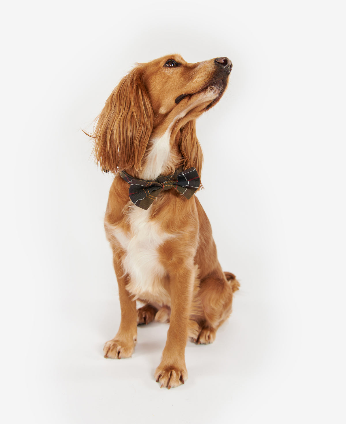 BOW TIE
