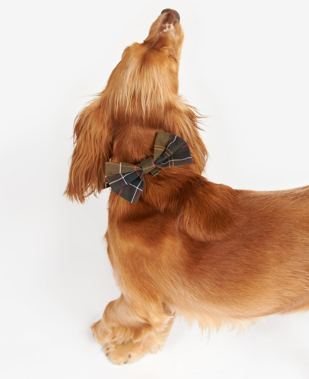 BOW TIE