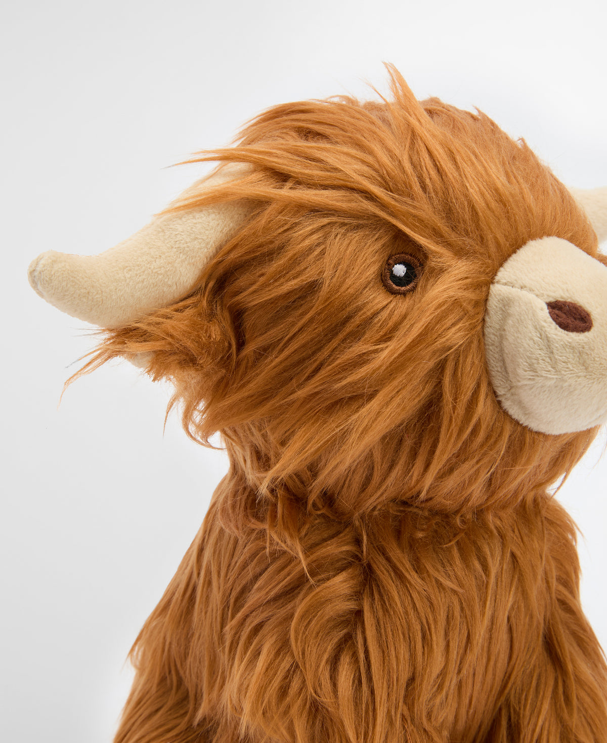 HIGHLAND COW