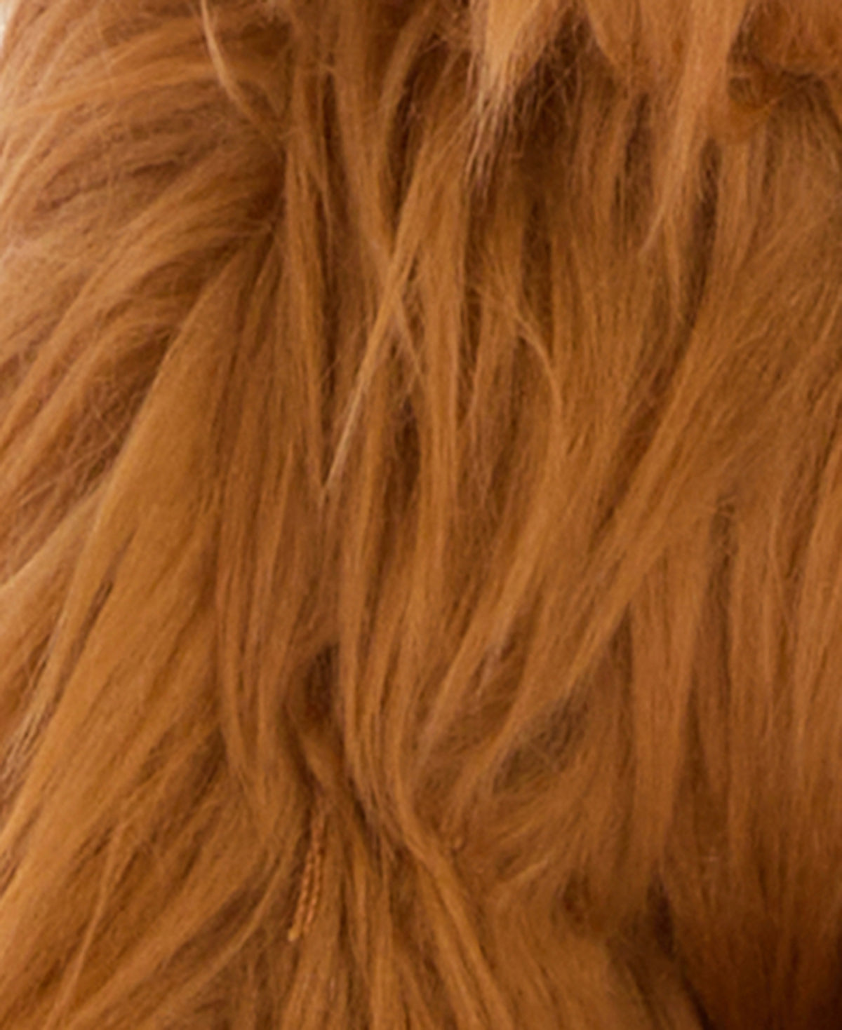 HIGHLAND COW