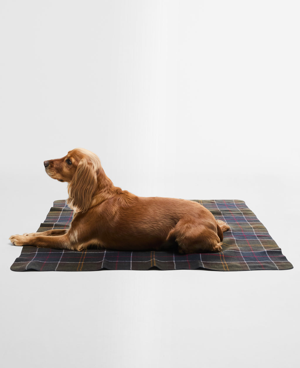 DOG BLANKET